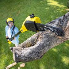 Tree and Shrub Care in Old Forge, PA