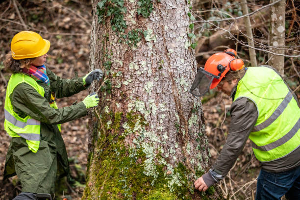 How Our Tree Care Process Works  in  Old Forge, PA